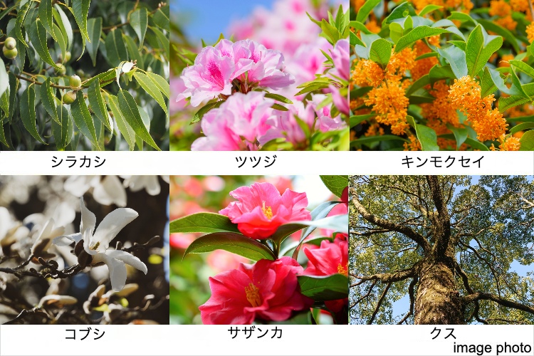 広尾ガーデンヒルズ植栽イメージ画像